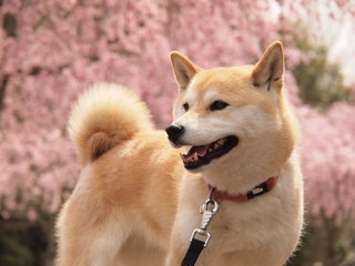 わんことお花見