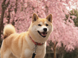 桜の季節の柴犬