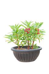 Red Balsam, Impatiens balsamina or Touch Me Not  blooming in black potted isolated on white background with clipping path.