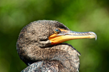 cormorant head in focus