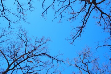 winter tree and blue sky