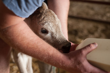 Feeding a bucket calf