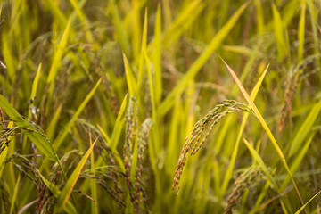 Close up of jusmin rice field