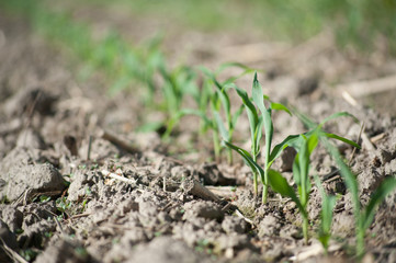 Corn Seedling