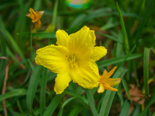 close up Daylily Lemon flower with leaves