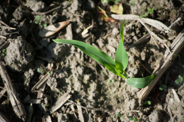 Corn seedling