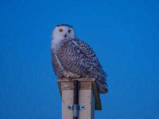 Female snow owl in the evening