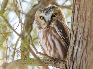 Northern saw-whet owl