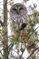 Barred owl