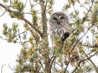 Barred owl