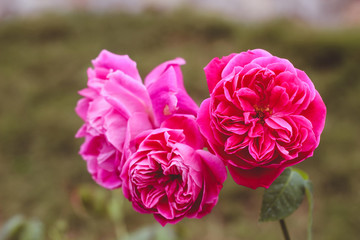 Beautiful flowers in Vietnam