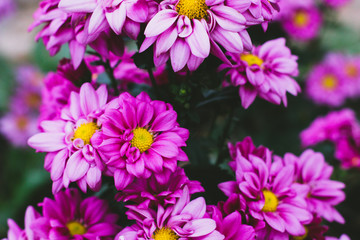 Obraz premium Beautiful flowers in Vietnam