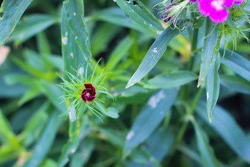 Beautiful flowers in Vietnam