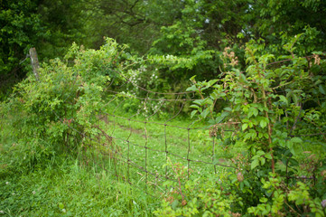 Overgrown Fence in Pasture