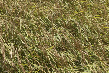 ear of rice