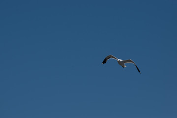 AVE VOLANDO