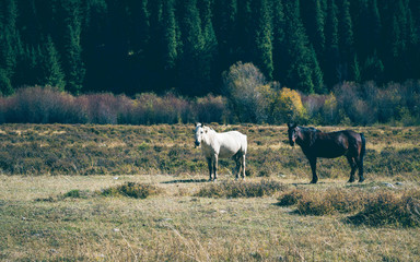 Obraz na płótnie Canvas herd of horses grazing in meadow