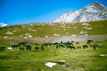 Fototapeta na wymiar herd of horses grazing in meadow