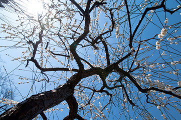 Scientific name is Prunus mume: Japanese apricot.