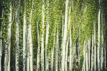 Fototapeta premium trees in the forest