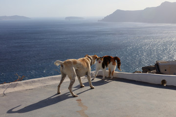 サントリーニ島の猫と犬の決闘01