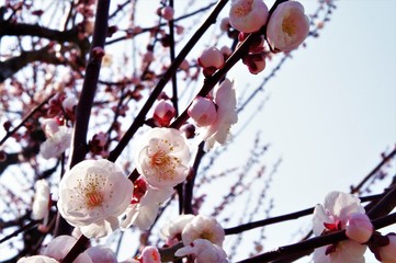 Scientific name is Prunus mume: Japanese apricot.