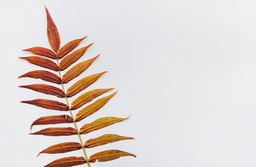 Branch with dry golden leaves on white background. Autumn composition. Flat lay, top view, copy space.