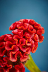 Red cockscomb flower 