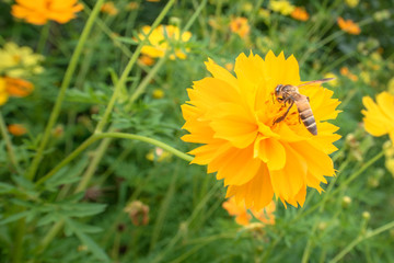 bee pollinating on flower and flower as background