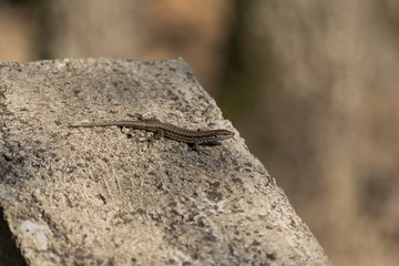 European lizard on a concrete wall