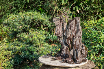 Bonsai trees on a rock in WangJiangLou public park, Chengdu, China