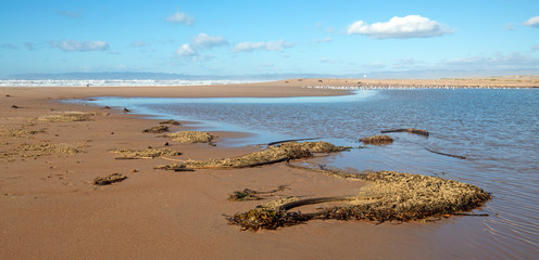 Kelp on narrow strip of sand between Pacific ocean and the Santa Maria river at the Rancho Guadalupe Sand Dunes Preserve on the central coast of California United States