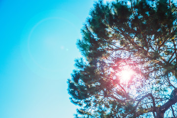 Fototapeta na wymiar sunlight through the tree against blue sky with space for text