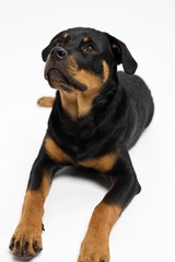 Rottweiler dog laying down against white background looking up towards camera