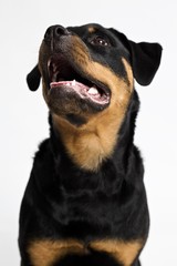 Rottweiler with mouth open - friendly - looking up - against white background