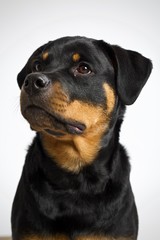 Rottweiler dog close up on face looking off frame 