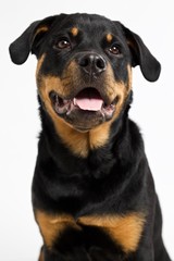 Young Rottweiler dog  smiles and looks friendly towards camera