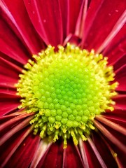 Macro view of special pink red chrysanthemum flower abstract texture in full blossom