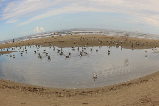 GALVESTON