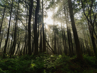 雨上がりの朝の青木ヶ原樹海