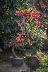 Chaenomeles bonsai tree in WangJiangLou public park, Chengdu, Sichuan province, China