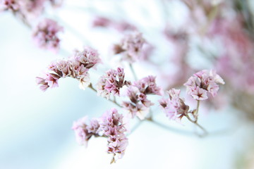 Pink blooming twig. Spring concept. Tree branch, blossoms, close up, nature, springtime