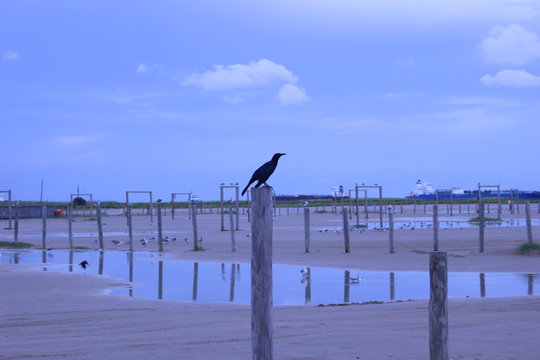 GALVESTON