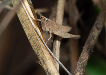 Macro Photo of Brown Grasshopper Camouflage on Twig, Selective Focus