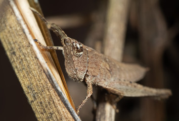 Macro Photo of Brown Grasshopper Camouflage on Twig, Selective Focus