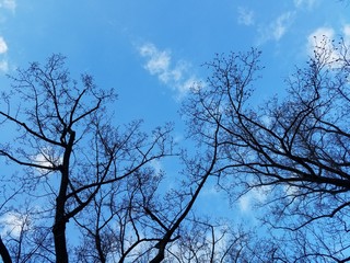 tree in the sky