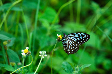 butterfly on a flower