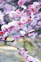 五分咲きの桜１ Blooming cherry tree 1