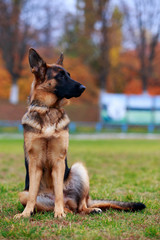 Dog breed German Shepherd