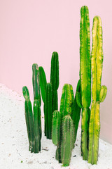 Cactus on pink pastel background.hipster style.